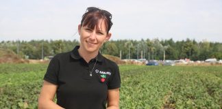 Odmiany buraczków przeznaczone do uprawy w Polsce odmiany buraków czerwonych