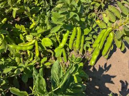 Ile kosztuje bób i fasolka szparagowa – ceny hurt/detal. fasola cena za tone