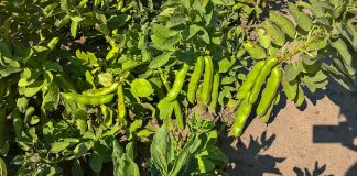 Ile kosztuje bób i fasolka szparagowa – ceny hurt/detal. fasola cena za tone