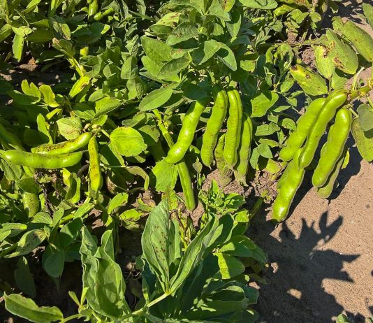 Ile kosztuje bób i fasolka szparagowa – ceny hurt/detal. fasola cena za tone