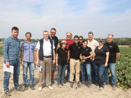 Odmiany buraczków firmy Sakata – fotogaleria