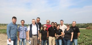 Odmiany buraczków firmy Sakata – fotogaleria