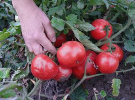 Jak zwiększyć poziom Brix w pomidorach?