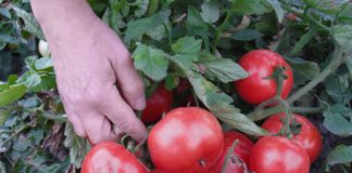 Jak zwiększyć poziom Brix w pomidorach?