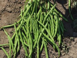 Odmiany fasoli szparagowej w Kamionie – fotogaleria fasolka szparagowa odmiany | warzywapolowe