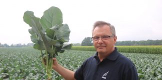 Brokuł – ważne zasady nawożenia