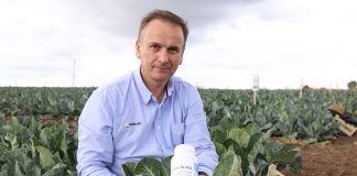 Program regeneracyjno-nawożeniowy dla kalafiorów