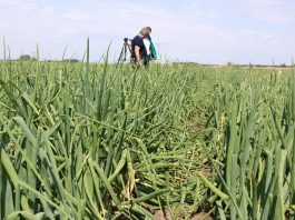 ABC ochrony cebuli przed chorobami