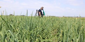 ABC ochrony cebuli przed chorobami