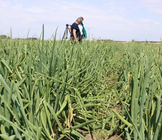 ABC ochrony cebuli przed chorobami