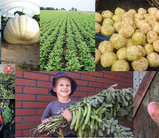 Konkurs warzywapolowe.pl- wybieramy najładniejszą plantację