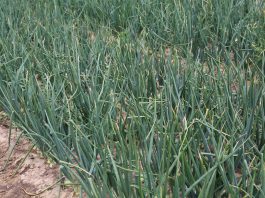 Dlaczego zasychają końcówki szczypioru u cebuli (Onion Leader 2017)