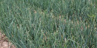 Dlaczego zasychają końcówki szczypioru u cebuli (Onion Leader 2017)