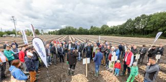 Cebule, które sprawdziły się w tym sezonie