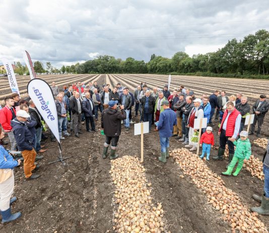 Cebule, które sprawdziły się w tym sezonie