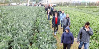 Kolekcja odmian warzyw w Nowosiółkach niezwykle efektowna