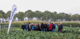 Dni Syngenta w Holandii – nowe odmiany – Fotogaleria
