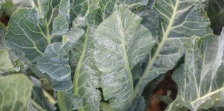 Mączlik warzywny u schyłku lata