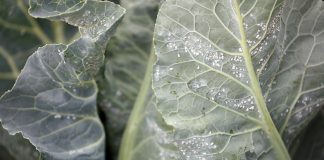 Mączlik warzywny – ciągłe zagrożenie