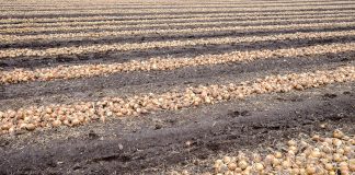 Niższe zbiory warzyw polowych w 2018 roku