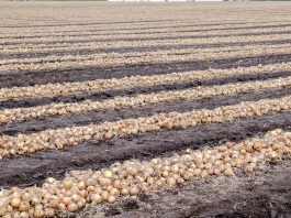 Uprawa cebuli po angielsku