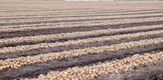 Uprawa cebuli po angielsku