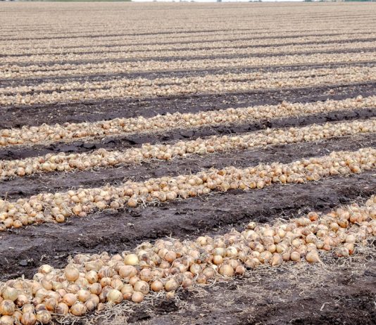 Uprawa cebuli po angielsku