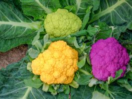 Kalafiory inne niż wszystkie – FILM