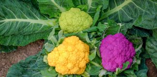 Kalafiory inne niż wszystkie – FILM