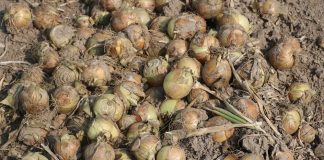 Cebule do długiego przechowywania