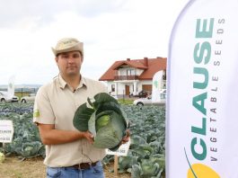 Odmiany kapust i marchwi o podwyższonych walorach handlowych