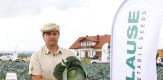 Odmiany kapust i marchwi o podwyższonych walorach handlowych