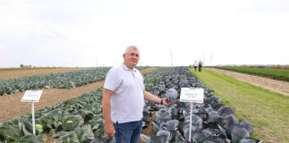 Odmiany kapusty na trudne warunki