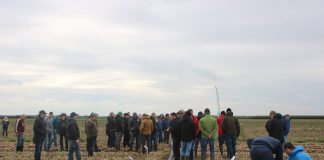 Wielkopolski Dzień Cebuli