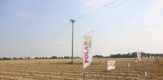 Przegląd odmian cebuli w Kalinowej (Cz. I)