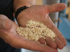 Globalny rynek nasion warzyw staje się coraz bardziej rozdrobniony i zróżnicowany