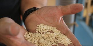 Tajemnicze nasiona z Chin mogą być zagrożeniem dla naszych pól i ogrodów