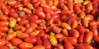 Czas porozmawiać o pomidorach