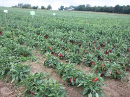 Warzywa polowe pod Lublinem (cz. 2)