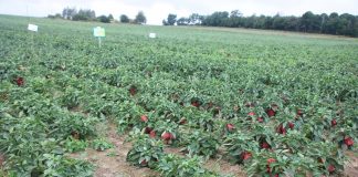 Warzywa polowe pod Lublinem (cz. 2)