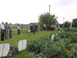 O kalafiorach pod Sochaczewem (Cz. 1)