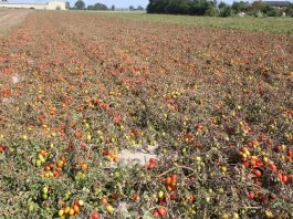 Zwalczania szkodników w uprawie pomidorów polowych