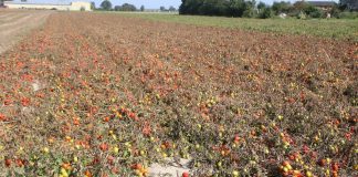 Zwalczania szkodników w uprawie pomidorów polowych