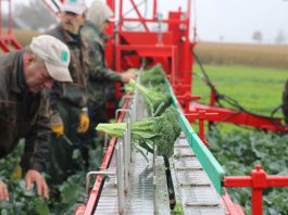 Mechanizacja zbioru brokułów i ich różyczkowania
