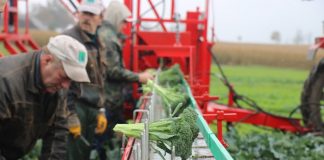 Mechanizacja zbioru brokułów i ich różyczkowania