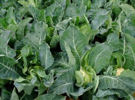 Sprawdzone rozwiązania w ochronie warzyw