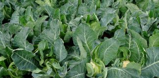 Bakteriozy i mączlik warzywny – nowe wyzwania w ochronie kalafiorów i brokułów