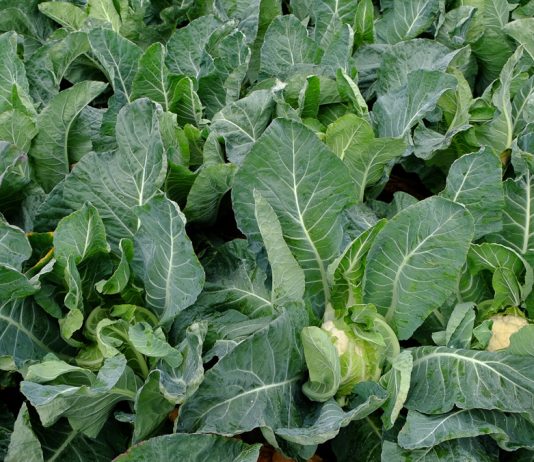 Bakteriozy i mączlik warzywny – nowe wyzwania w ochronie kalafiorów i brokułów