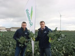 Przemysłowy brokuł w profesjonalnym wydaniu