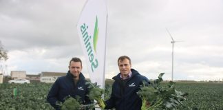 Przemysłowy brokuł w profesjonalnym wydaniu